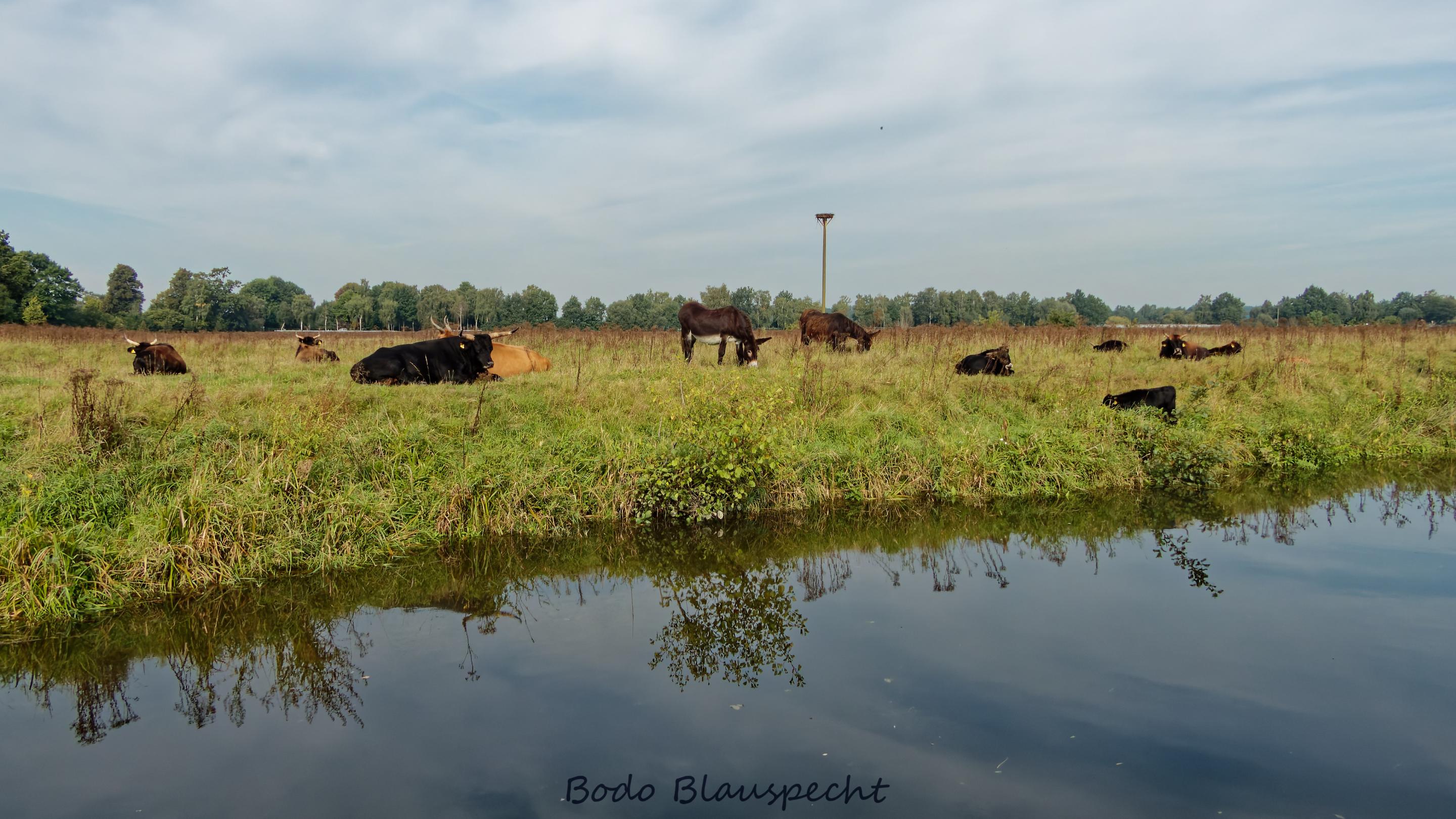 Tierwelt-Fauna